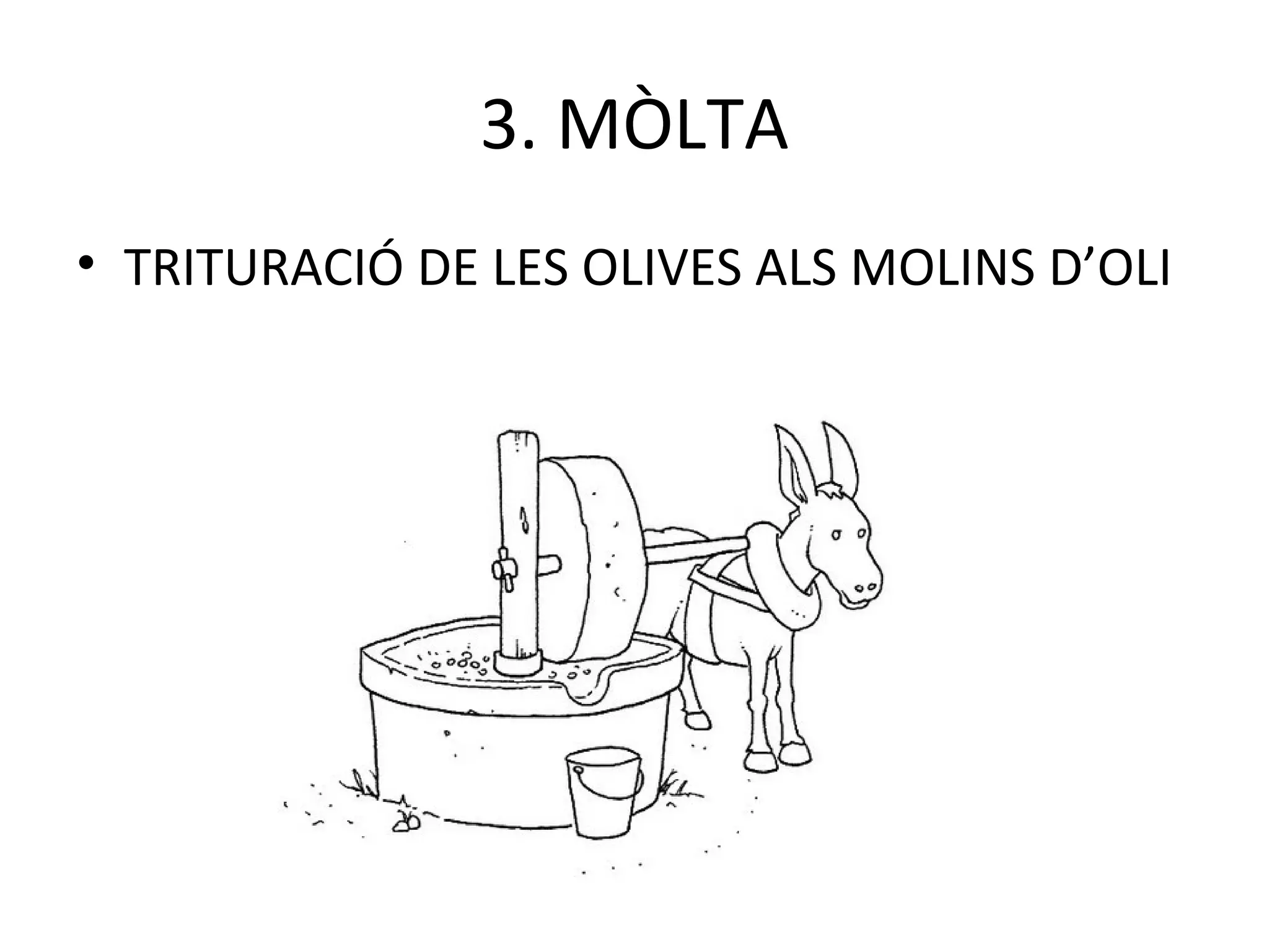 3. MÒLTA
• TRITURACIÓ DE LES OLIVES ALS MOLINS D’OLI
 