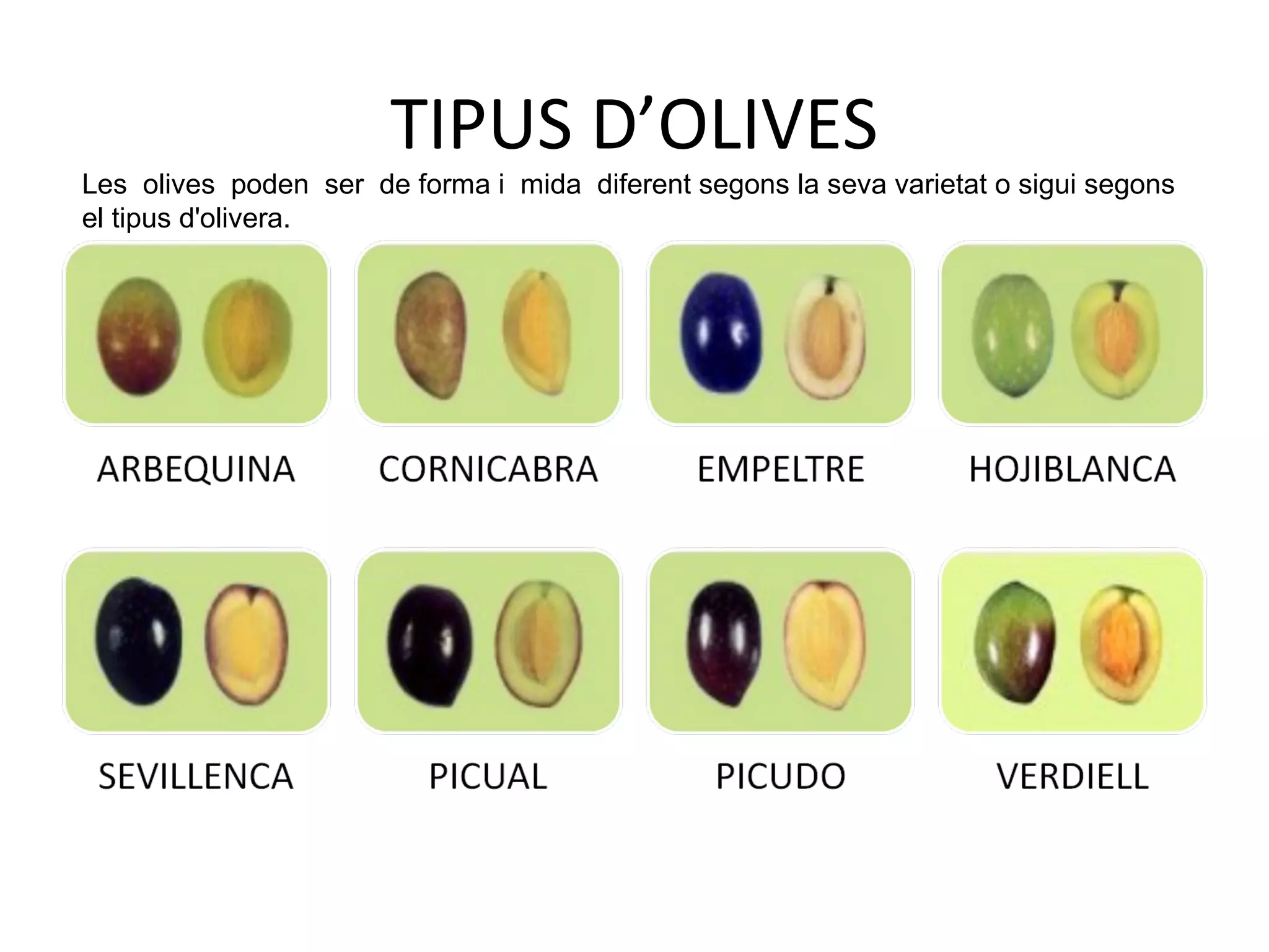 TIPUS D’OLIVES
Les olives poden ser de forma i mida diferent segons la seva varietat o sigui segons
el tipus d'olivera.
 