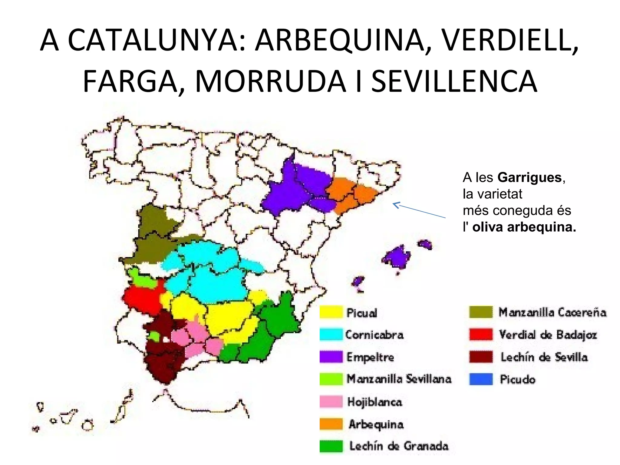 A CATALUNYA: ARBEQUINA, VERDIELL,
FARGA, MORRUDA I SEVILLENCA
A les Garrigues,
la varietat
més coneguda és
l' oliva arbequina.
 