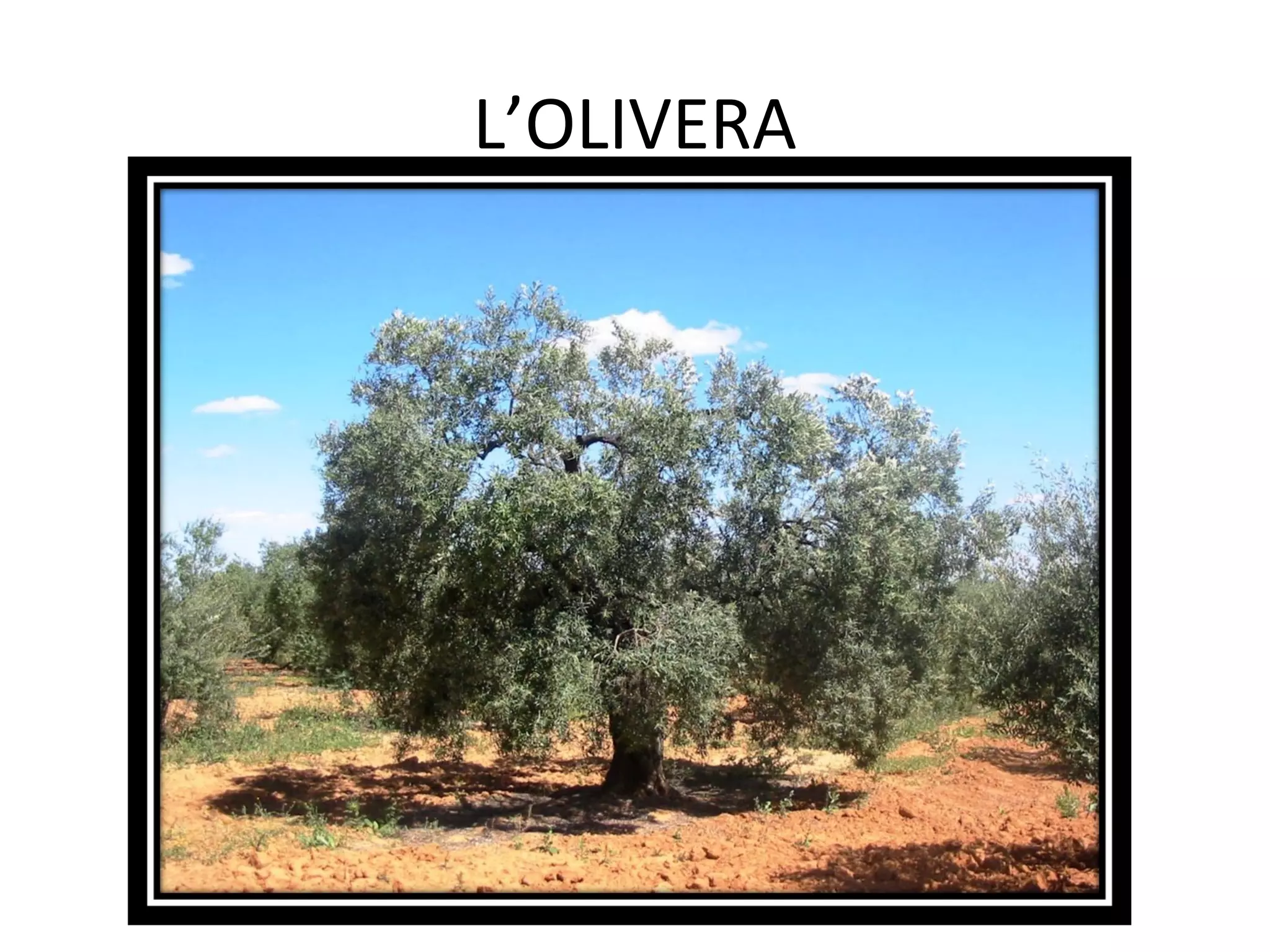 L’OLIVERA
 