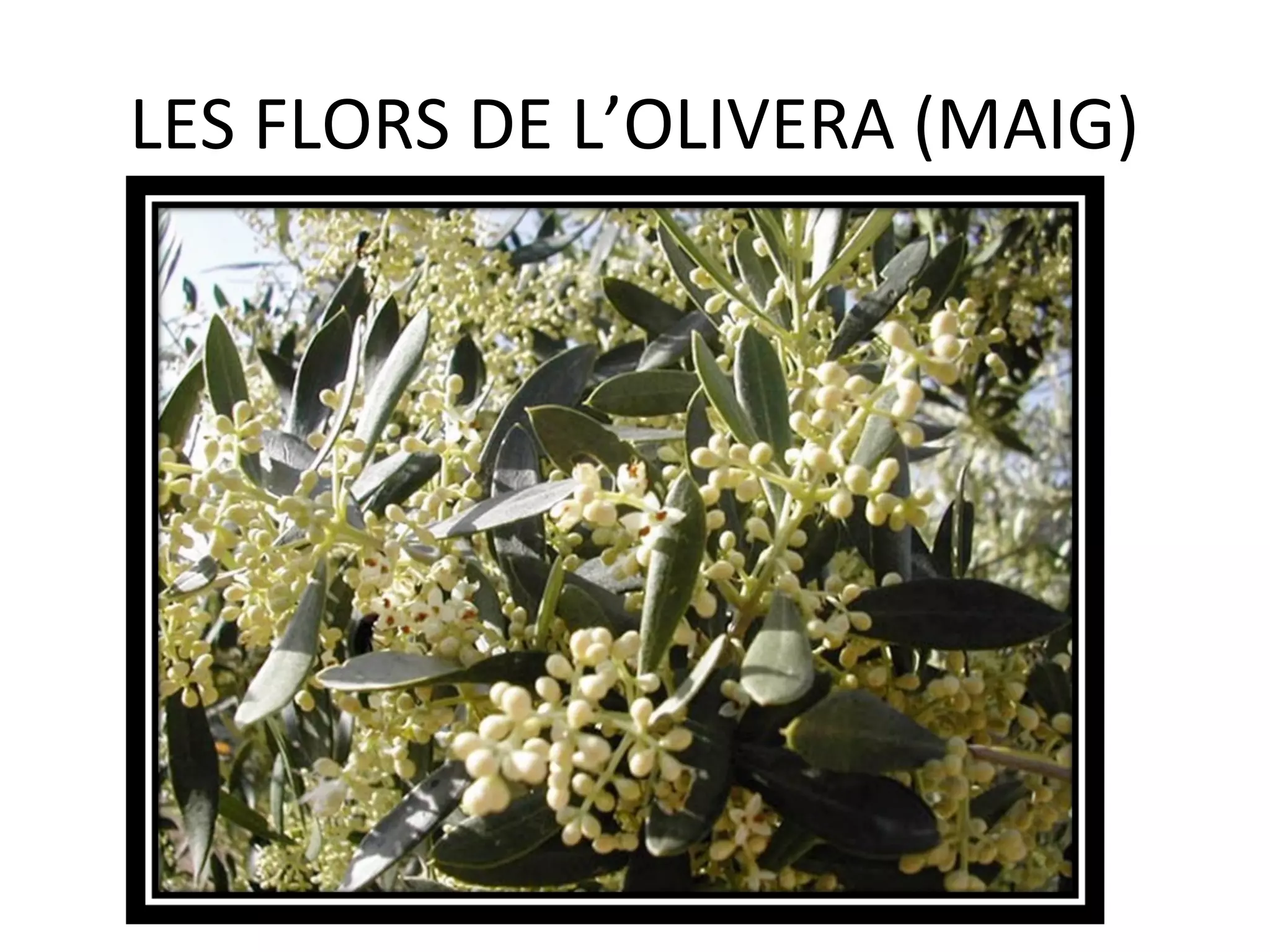 LES FLORS DE L’OLIVERA (MAIG)
 