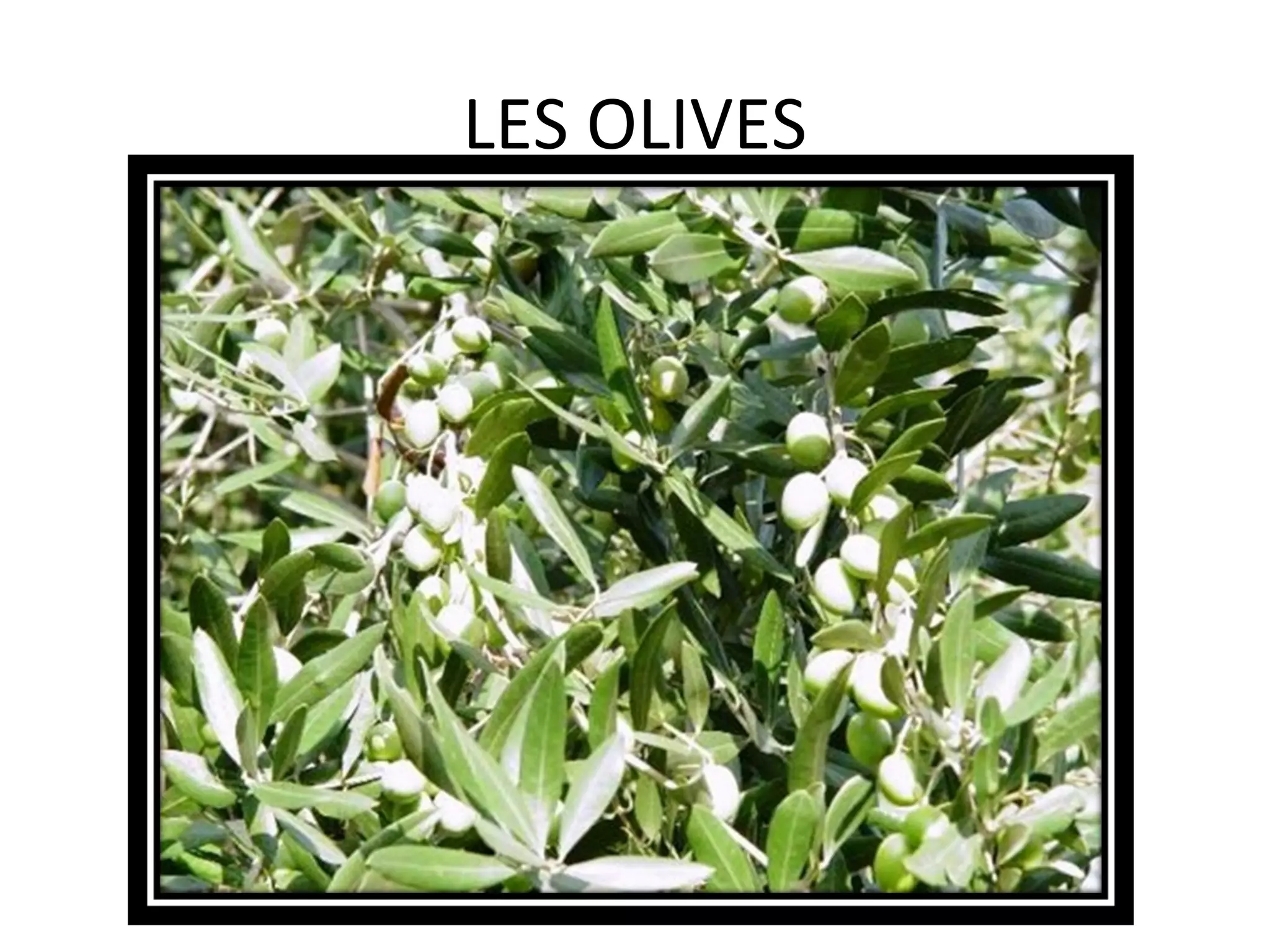 LES OLIVES
 