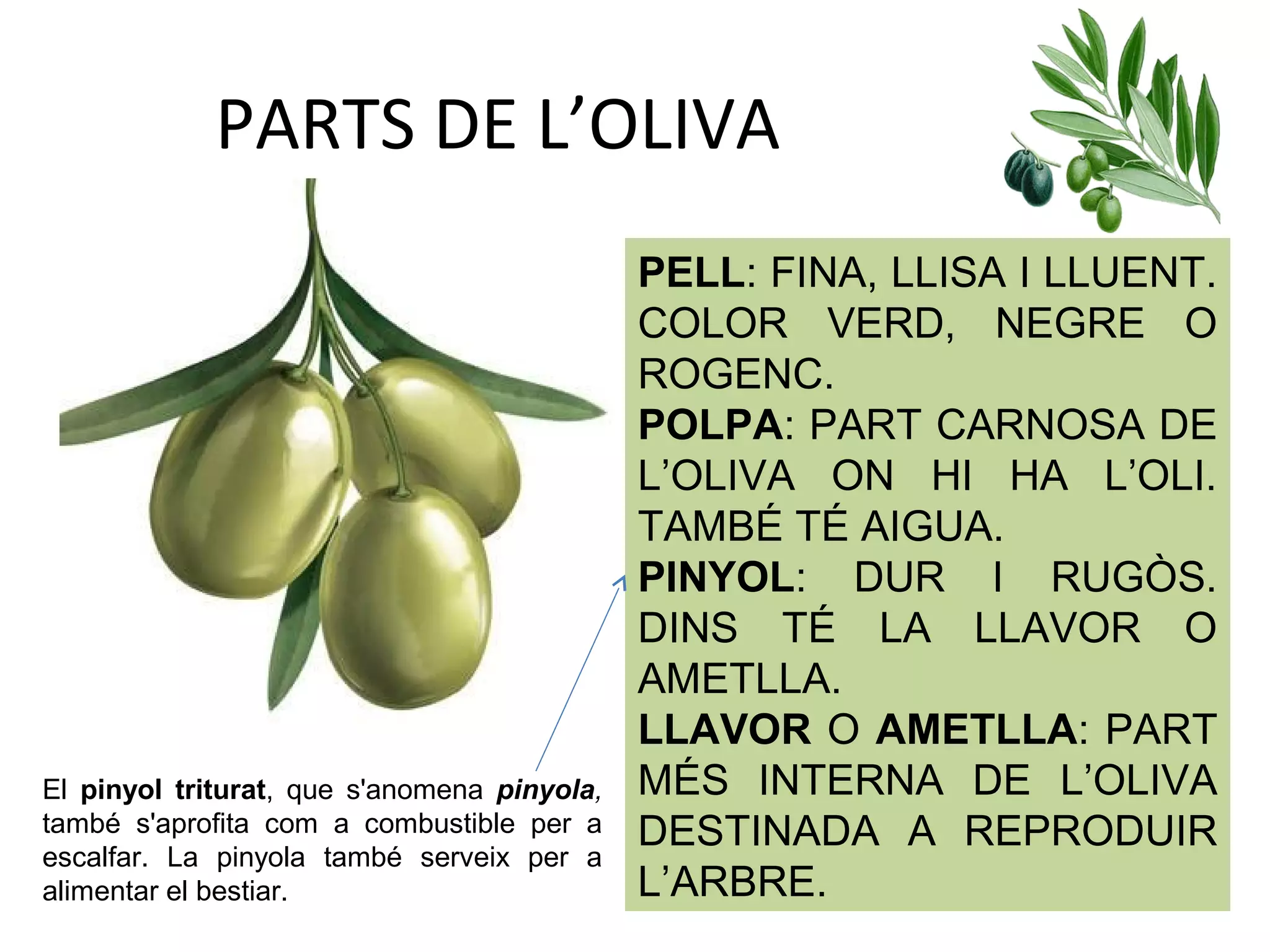 PARTS DE L’OLIVA
PELL: FINA, LLISA I LLUENT.
COLOR VERD, NEGRE O
ROGENC.
POLPA: PART CARNOSA DE
L’OLIVA ON HI HA L’OLI.
TAMBÉ TÉ AIGUA.
PINYOL: DUR I RUGÒS.
DINS TÉ LA LLAVOR O
AMETLLA.
LLAVOR O AMETLLA: PART
MÉS INTERNA DE L’OLIVA
DESTINADA A REPRODUIR
L’ARBRE.
El pinyol triturat, que s'anomena pinyola,
també s'aprofita com a combustible per a
escalfar. La pinyola també serveix per a
alimentar el bestiar.
 