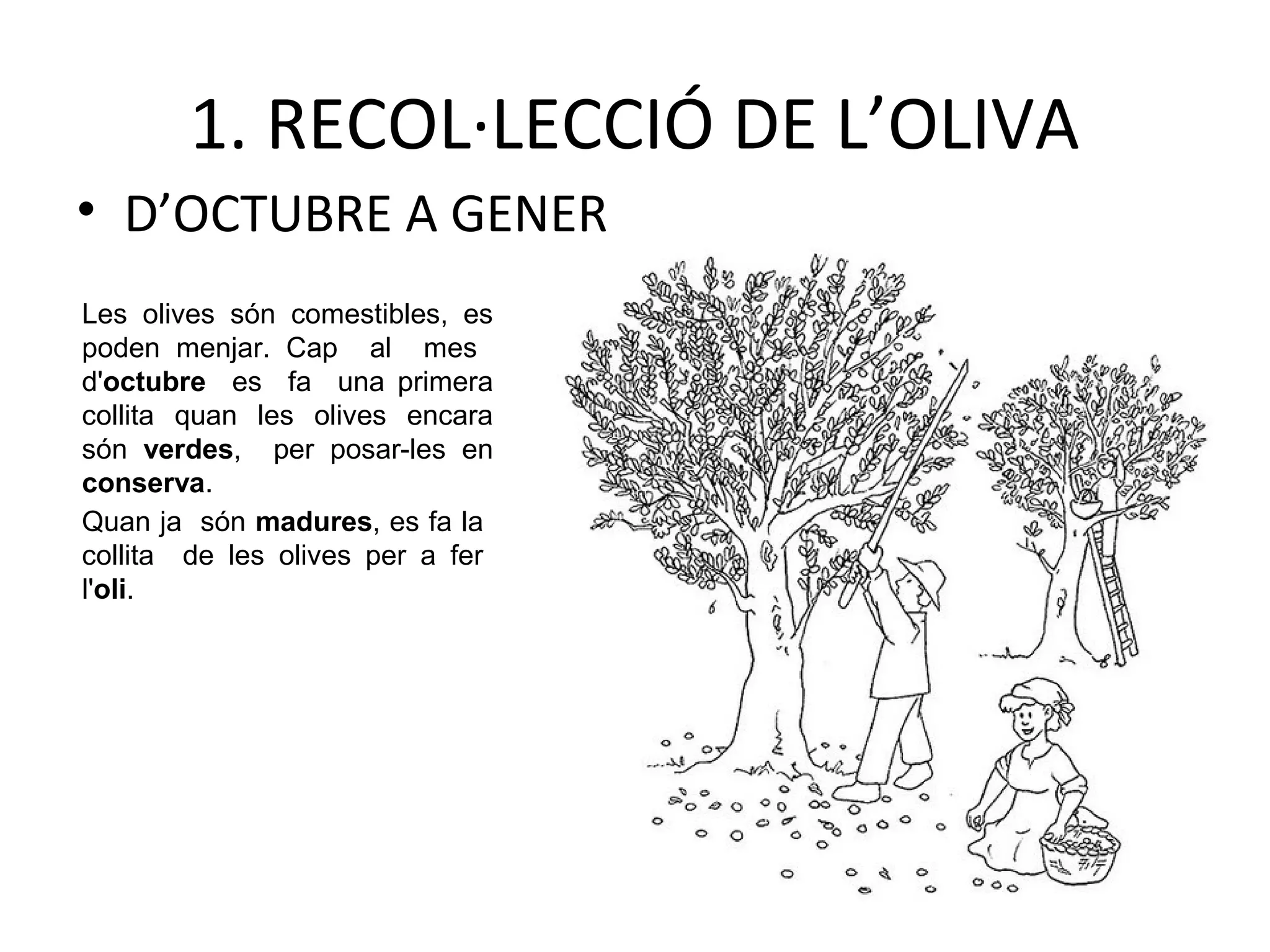 1. RECOL·LECCIÓ DE L’OLIVA
• D’OCTUBRE A GENER
Les olives són comestibles, es
poden menjar. Cap al mes
d'octubre es fa una primera
collita quan les olives encara
són verdes, per posar-les en
conserva.
Quan ja són madures, es fa la
collita de les olives per a fer
l'oli.
 