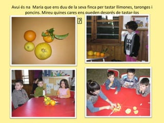 Avuiésna  Maria que ensduu de la seva finca per tastar llimones, taronges i poncins. Mireuquines cares ens queden després de tastar-los﻿﻿ 