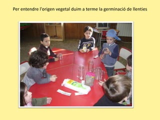 Per entendrel'origen vegetal duim a terme la germinació de llenties