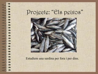 Projecte: “Els peixos” Estudiem una sardina per fora i per dins. 
