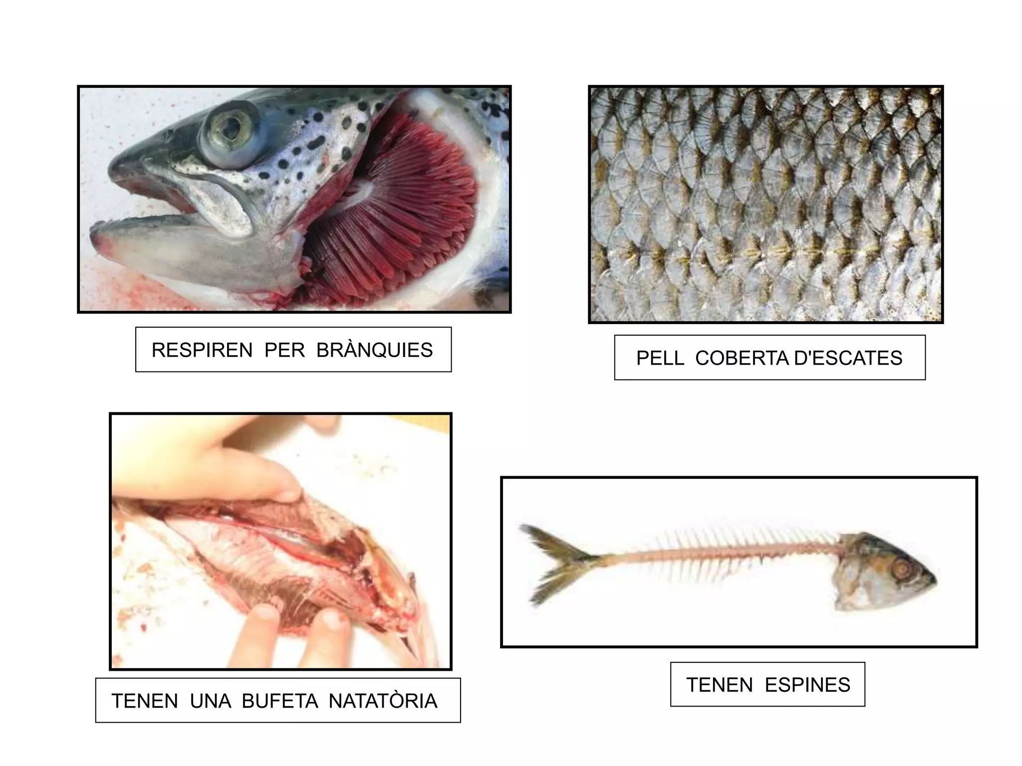 RESPIREN PER BRÀNQUIES PELL COBERTA D'ESCATES
TENEN UNA BUFETA NATATÒRIA
TENEN ESPINES
 