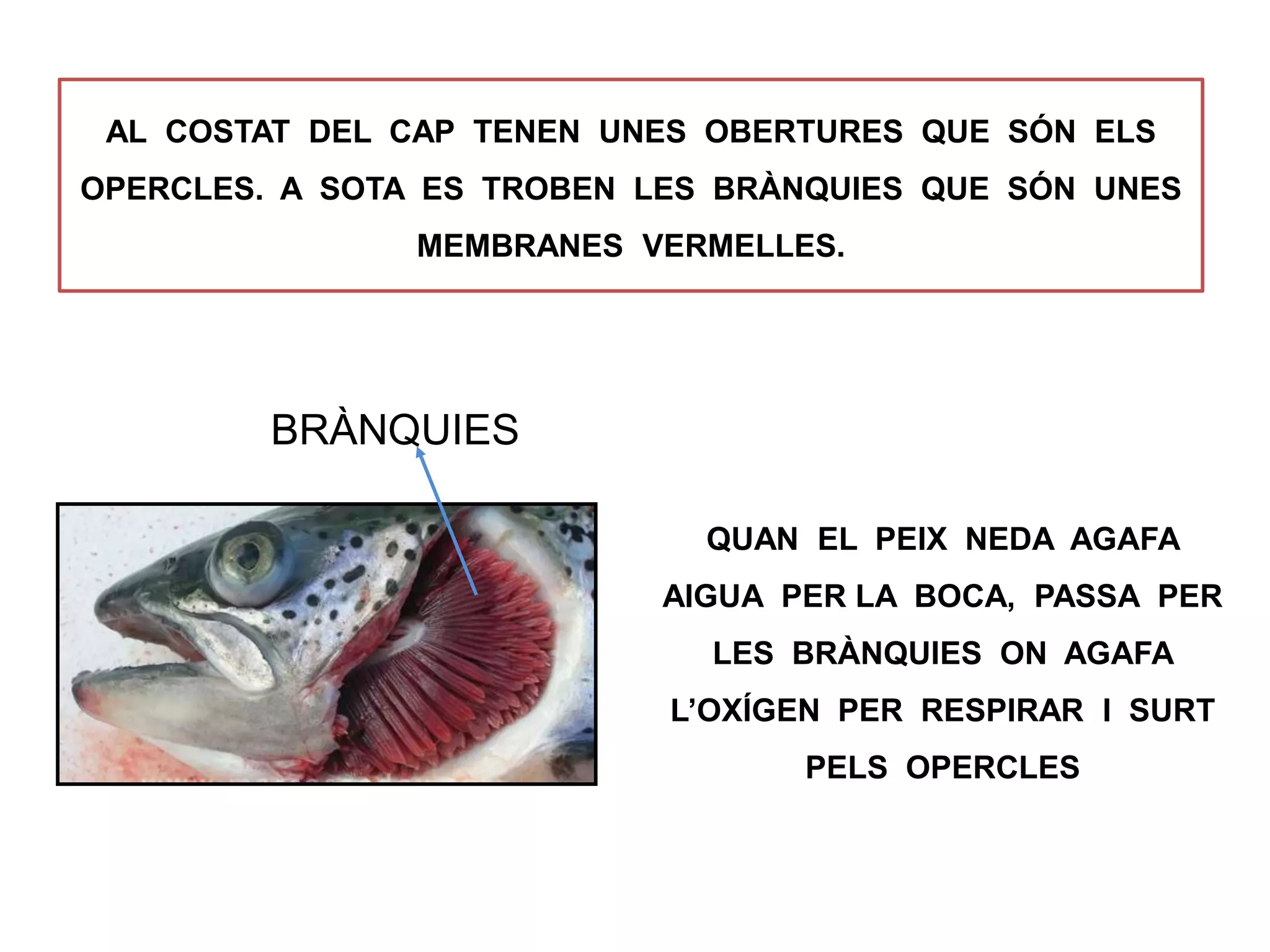 AL COSTAT DEL CAP TENEN UNES OBERTURES QUE SÓN ELS
OPERCLES. A SOTA ES TROBEN LES BRÀNQUIES QUE SÓN UNES
MEMBRANES VERMELLES.
QUAN EL PEIX NEDA AGAFA
AIGUA PER LA BOCA, PASSA PER
LES BRÀNQUIES ON AGAFA
L’OXÍGEN PER RESPIRAR I SURT
PELS OPERCLES
BRÀNQUIES
 