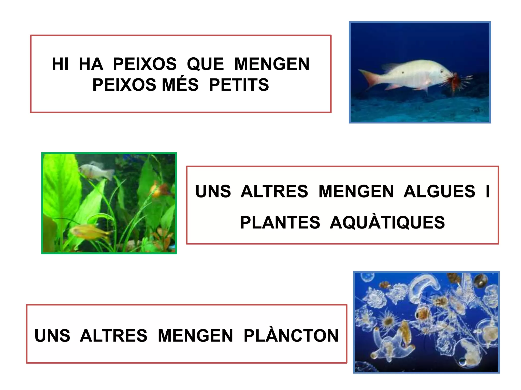 HI HA PEIXOS QUE MENGEN
PEIXOS MÉS PETITS
UNS ALTRES MENGEN ALGUES I
PLANTES AQUÀTIQUES
UNS ALTRES MENGEN PLÀNCTON
 