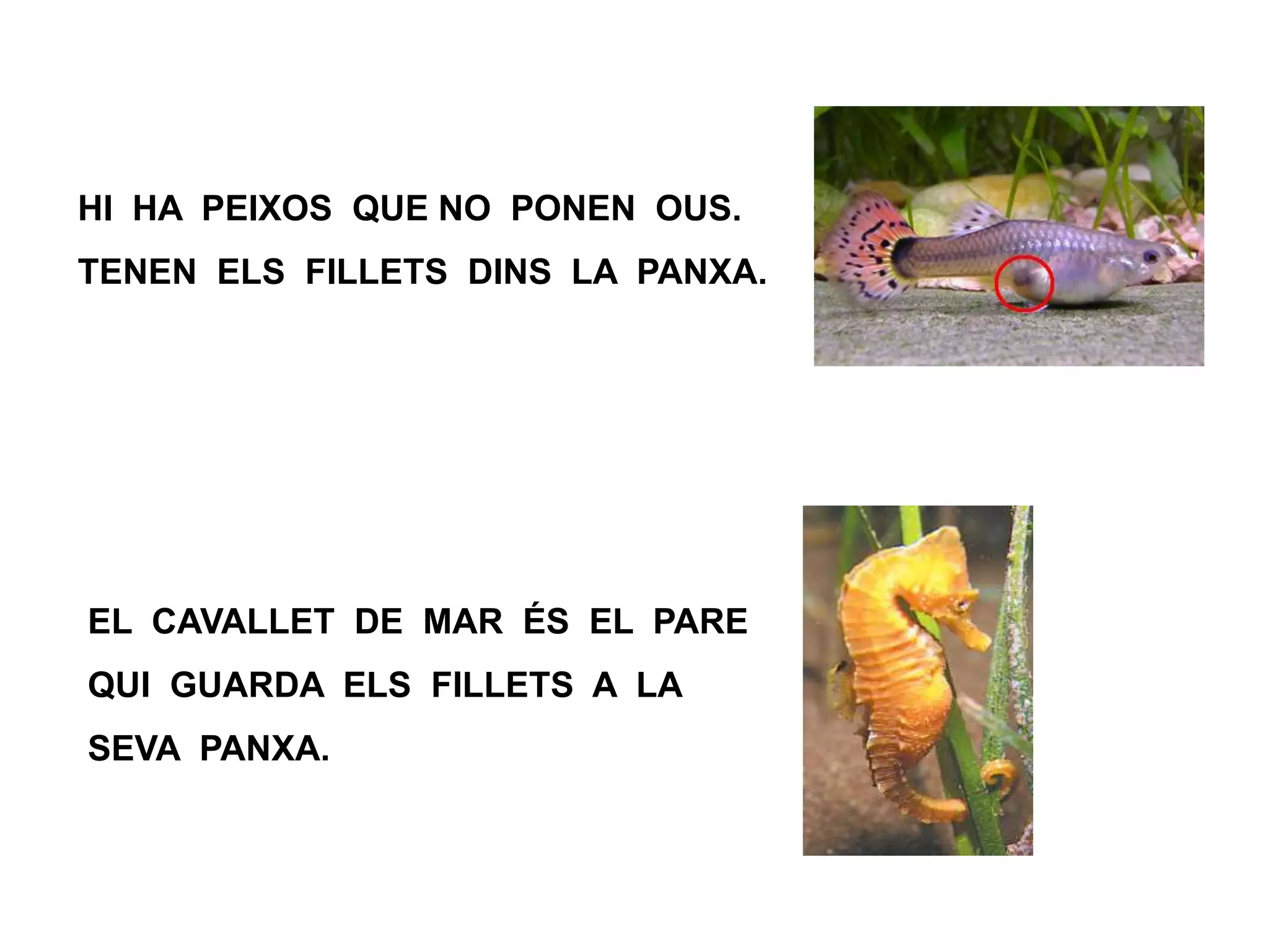 HI HA PEIXOS QUE NO PONEN OUS.
TENEN ELS FILLETS DINS LA PANXA.
EL CAVALLET DE MAR ÉS EL PARE
QUI GUARDA ELS FILLETS A LA
SEVA PANXA.
 