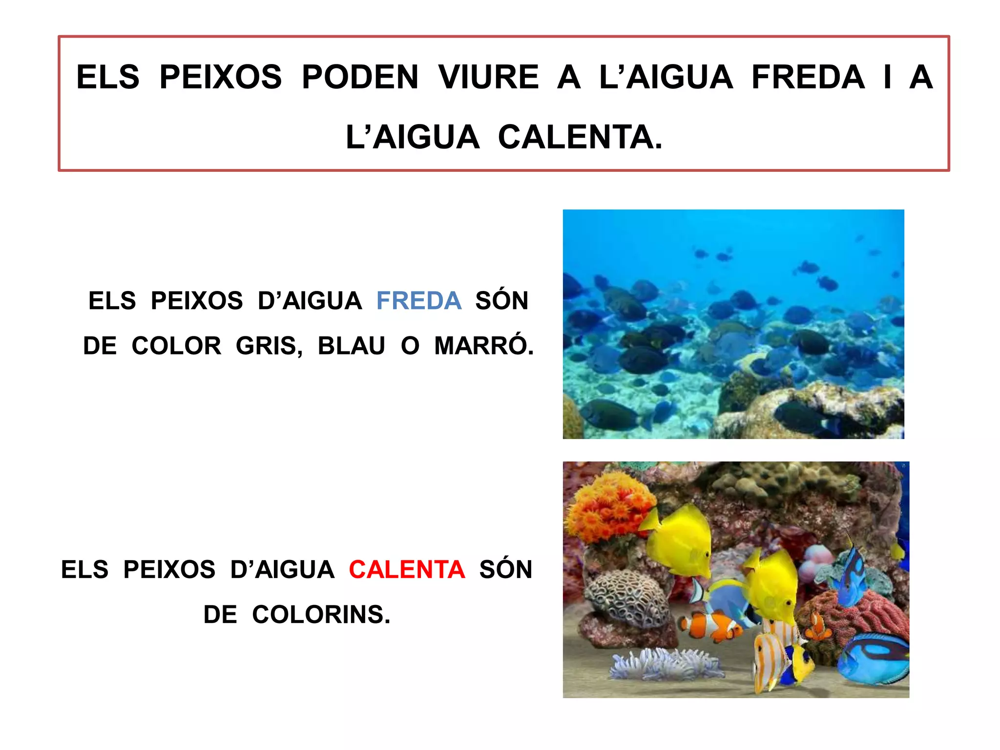 ELS PEIXOS PODEN VIURE A L’AIGUA FREDA I A
L’AIGUA CALENTA.
ELS PEIXOS D’AIGUA FREDA SÓN
DE COLOR GRIS, BLAU O MARRÓ.
ELS PEIXOS D’AIGUA CALENTA SÓN
DE COLORINS.
 