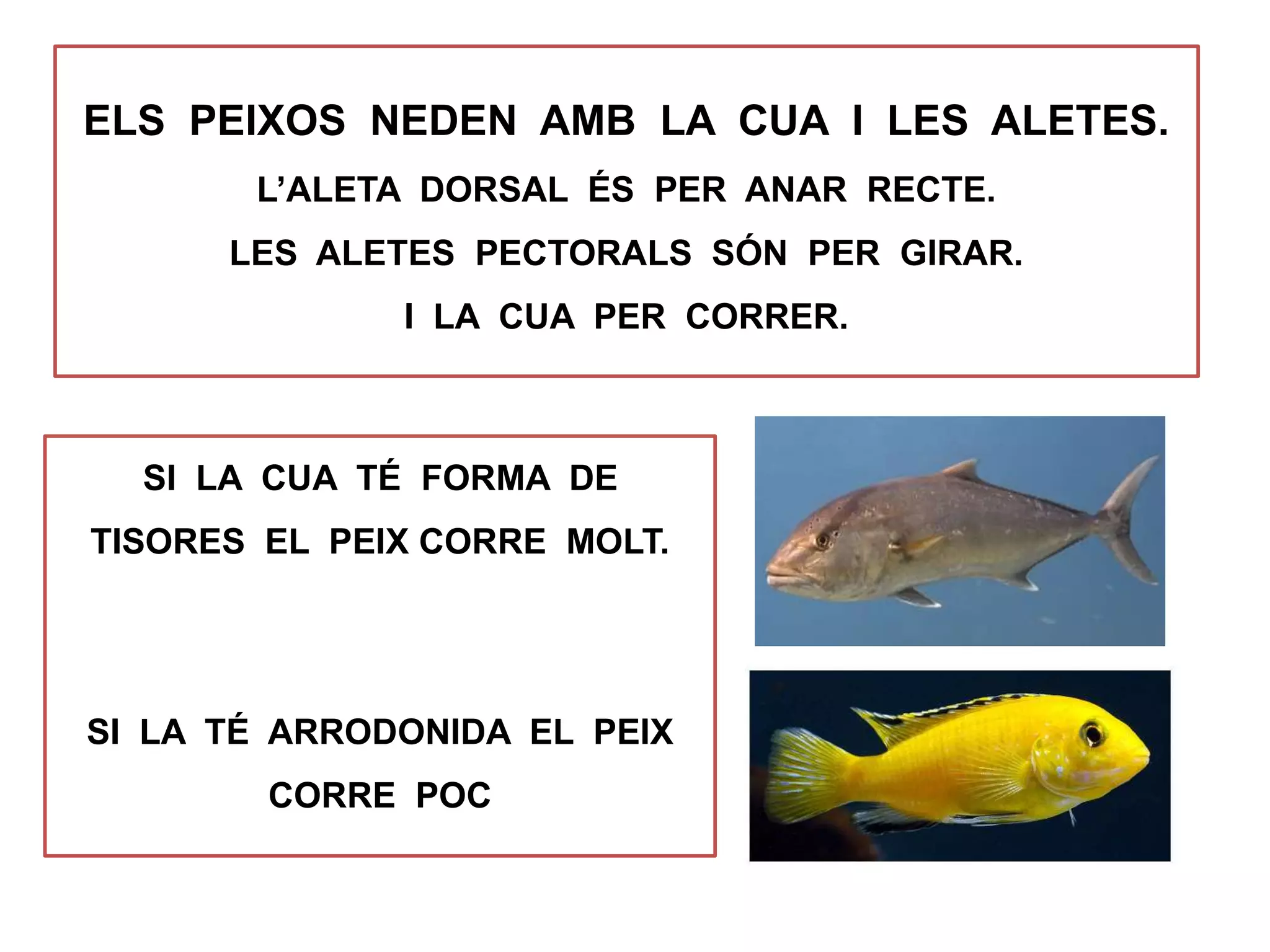 ELS PEIXOS NEDEN AMB LA CUA I LES ALETES.
L’ALETA DORSAL ÉS PER ANAR RECTE.
LES ALETES PECTORALS SÓN PER GIRAR.
I LA CUA PER CORRER.
SI LA CUA TÉ FORMA DE
TISORES EL PEIX CORRE MOLT.
SI LA TÉ ARRODONIDA EL PEIX
CORRE POC
 