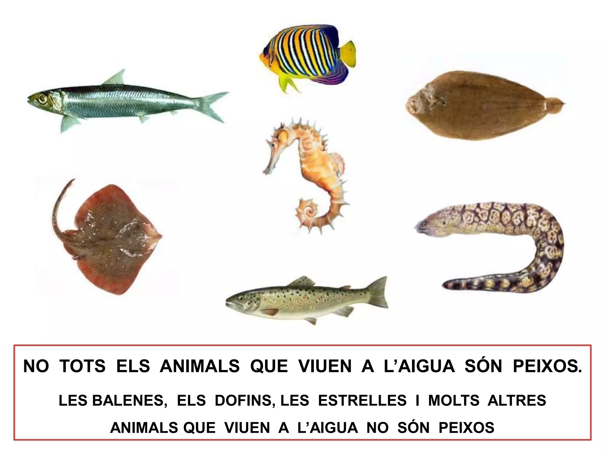 NO TOTS ELS ANIMALS QUE VIUEN A L’AIGUA SÓN PEIXOS.
LES BALENES, ELS DOFINS, LES ESTRELLES I MOLTS ALTRES
ANIMALS QUE VIUEN A L’AIGUA NO SÓN PEIXOS
 