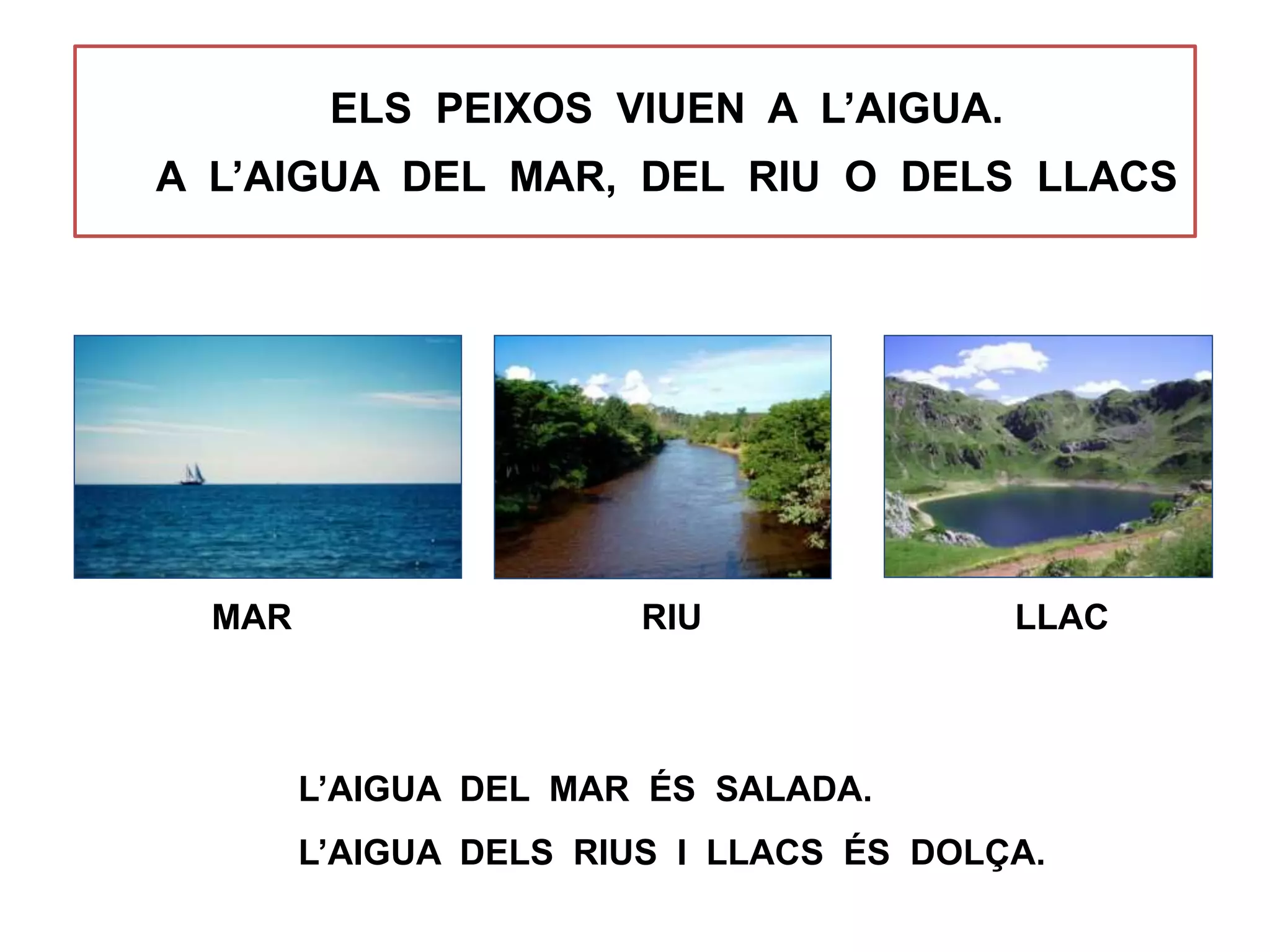 ELS PEIXOS VIUEN A L’AIGUA.
A L’AIGUA DEL MAR, DEL RIU O DELS LLACS
L’AIGUA DEL MAR ÉS SALADA.
L’AIGUA DELS RIUS I LLACS ÉS DOLÇA.
MAR RIU LLAC
 