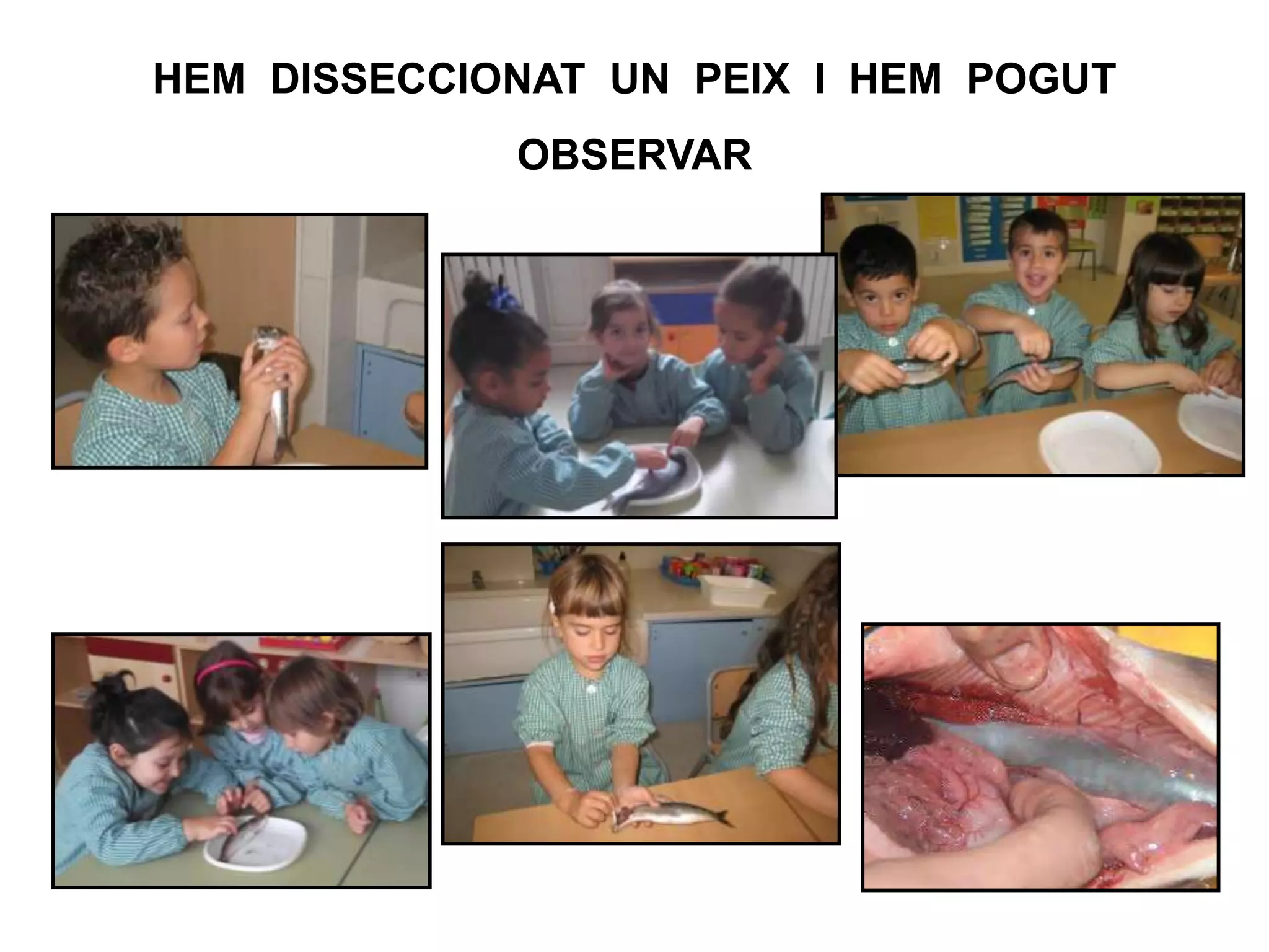 HEM DISSECCIONAT UN PEIX I HEM POGUT
OBSERVAR
 