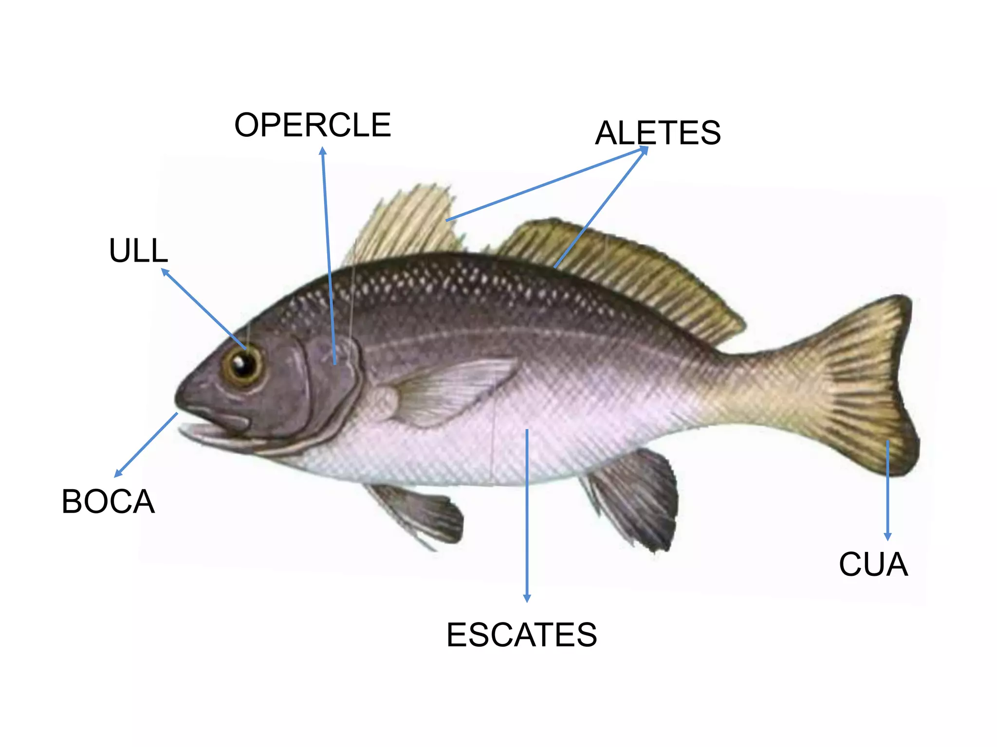 ALETESOPERCLE
ULL
BOCA
ESCATES
CUA
 