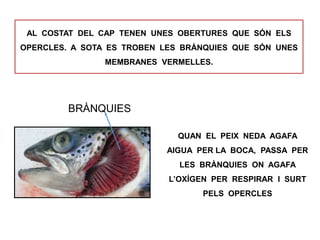 AL COSTAT DEL CAP TENEN UNES OBERTURES QUE SÓN ELS
OPERCLES. A SOTA ES TROBEN LES BRÀNQUIES QUE SÓN UNES
MEMBRANES VERMELLES.
QUAN EL PEIX NEDA AGAFA
AIGUA PER LA BOCA, PASSA PER
LES BRÀNQUIES ON AGAFA
L’OXÍGEN PER RESPIRAR I SURT
PELS OPERCLES
BRÀNQUIES
 