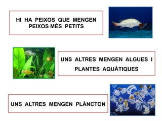 HI HA PEIXOS QUE MENGEN
PEIXOS MÉS PETITS
UNS ALTRES MENGEN ALGUES I
PLANTES AQUÀTIQUES
UNS ALTRES MENGEN PLÀNCTON
 