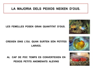 LA MAJORIA DELS PEIXOS NEIXEN D’OUS.
LES FEMELLES POSEN GRAN QUANTITAT D’OUS.
CREIXEN DINS L’OU. QUAN SURTEN SÓN PETITES
LARVES.
AL CAP DE POC TEMPS ES CONVERTEIXEN EN
PEIXOS PETITS ANOMENATS ALEVINS
 