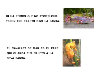 HI HA PEIXOS QUE NO PONEN OUS.
TENEN ELS FILLETS DINS LA PANXA.
EL CAVALLET DE MAR ÉS EL PARE
QUI GUARDA ELS FILLETS A LA
SEVA PANXA.
 
