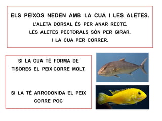 ELS PEIXOS NEDEN AMB LA CUA I LES ALETES.
L’ALETA DORSAL ÉS PER ANAR RECTE.
LES ALETES PECTORALS SÓN PER GIRAR.
I LA CUA PER CORRER.
SI LA CUA TÉ FORMA DE
TISORES EL PEIX CORRE MOLT.
SI LA TÉ ARRODONIDA EL PEIX
CORRE POC
 