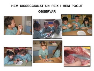 HEM DISSECCIONAT UN PEIX I HEM POGUT
OBSERVAR
 