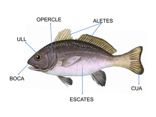 ALETESOPERCLE
ULL
BOCA
ESCATES
CUA
 