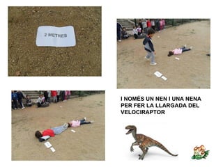 I NOMÉS UN NEN I UNA NENA
PER FER LA LLARGADA DEL
VELOCIRAPTOR
 