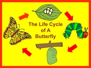The Life Cycle
of A
Butterfly
 