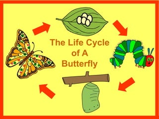 The Life Cycle
of A
Butterfly