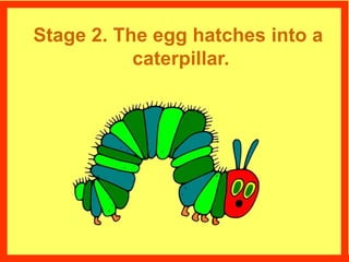 Stage 2. The egg hatches into a
caterpillar.