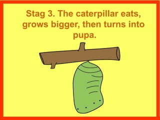 Stag 3. The caterpillar eats,
grows bigger, then turns into
pupa.