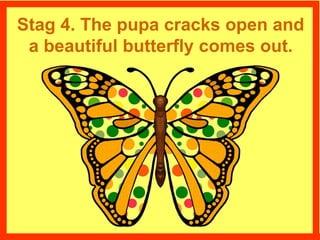 Stag 4. The pupa cracks open and
a beautiful butterfly comes out.