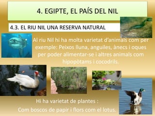 • Al riu Nil hi ha molta varietat d’animals com per
exemple: Peixos lluna, anguiles, ànecs i oques
per poder alimentar-se i altres animals com
hipopòtams i cocodrils.
4. EGIPTE, EL PAÍS DEL NIL
4.3. EL RIU NIL UNA RESERVA NATURAL
Hi ha varietat de plantes :
Com boscos de papir i flors com el lotus.
 