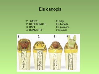 Els canopis IMSETI  El fetge  2. QEBHSENUEF  Els budells.  3. HAPI  Els pulmons  4. DUAMUTEF  L’estómac 