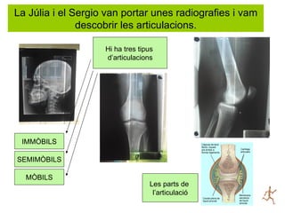 La Júlia i el Sergio van portar unes radiografies i vam
               descobrir les articulacions.

                    Hi ha tres tipus
                    d’articulacions




 IMMÒBILS

SEMIMÒBILS

  MÒBILS
                                  Les parts de
                                   l’articulació
 