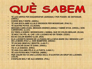 • TÉ LES URPES PER ESGARRAPAR (ADRIANA) I PER PODER- SE DEFENSAR.
(ORIOL)
• CORRE MOLT RÀPID. (ANIOL)
• TÉ UNA BOCA AMB ULLALS GROSSOS PER MOSSEGAR. (PAU D.)
• TÉ QUATRE POTES. (CLÀUDIA)
• MENGEN CARN (IVAN). MENGEN ZEBRES (ANNA) I TAMBÉ NYUS. (ORIOL). SÓN
CARNÍVORS. (LLUC)
• ES TIREN A SOBRE I MOSSEGUEN L’ANIMAL QUE ES VOLEN MENJAR. (ELNA)
• TÉ MOLT DE PÈL AL CAP. LES LLEONES NO EN TENEN. (CESC)
• ÉS DE COLOR MARRÓ CLAR. (ROI)
• ELS LLEONETS NEIXEN DE LA PANXA DE LA SEVA MARE (ÏA) I MENGEN LLET
DE LA MARE (PAU L.). SÓN MAMÍFERS. (DÍDAC)
• TÉ UN NAS (MAEVA) I BIGOTIS. (LAIA P.)
• SAP ATACAR QUAN TÉ GANA. (ANIOL)
• VIU A LA SABANA. (ÈRIC)
• TÉ UNA CUA AMB PÈLS A LA PUNTA. (LAIA C.)
• TÉ LES POTES MOLT FORTES. (ABRIL)
• PER CAÇAR NO VA UNA LLEONA SOLA, S’AJUNTEN UN GRUP DE LLEONES.
(JÚLIA)
• S’ENFILEN MOLT BÉ ALS ARBRES. (POL)
 