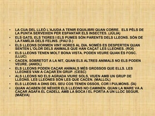 • LA CUA DEL LLEÓ L’AJUDA A TENIR EQUILIBRI QUAN CORRE. ELS PÈLS DE
LA PUNTA SERVEIXEN PER ESPANTAR ELS INSECTES. (JÚLIA)
• ELS GATS, ELS TIGRES I ELS PUMES SÓN PARENTS DELS LLEONS. SÓN DE
LA FAMÍLIA DELS FELINS. (PAU D.)
• ELS LLEONS DORMEN VINT HORES AL DIA. NOMÉS ES DESPERTEN QUAN
SENTEN L’OLOR DELS ANIMALS QUE HAN CAÇAT LES LLEONES. (ROI)
• ELS LLEONS TENEN MOLT BONA VISTA. PODEN VEURE QUAN ÉS FOSC.
(LLUC)
• CACEN, SOBRETOT A LA NIT, QUAN ELS ALTRES ANIMALS NO ELS PODEN
VEURE. (ANIOL)
• ELS LLEONS PODEN CAÇAR ANIMALS MÉS GROSSOS QUE ELLS. LES
LLEONES VAN A CAÇAR EN GRUP. (CESC)
• ALS LLEONS NO ELS AGRADA VIURE SOLS, VIUEN AMB UN GRUP DE
LLEONS. LES LLEONES SÓN LES QUE CACEN. (MALLOL)
• ELS LLEONS A DINS DEL SEU COS TENEN OSSOS, COR I PULMONS. (ÏA)
• QUAN ACABEN DE NÉIXER ELS LLEONS NO CAMINEN. QUAN LA MARE VA A
CAÇAR AGAFA EL CADELL AMB LA BOCA I EL PORTA A UN LLOC SEGUR.
(MAEVA)
 