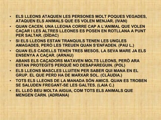 • ELS LLEONS ATAQUEN LES PERSONES MOLT POQUES VEGADES,
ATAQUEN ELS ANIMALS QUE ES VOLEN MENJAR. (IVAN)
• QUAN CACEN, UNA LLEONA CORRE CAP A L’ANIMAL QUE VOLEN
CAÇAR I LES ALTRES LLEONES ES POSEN EN ROTLLANA A PUNT
PER SALTAR. (DÍDAC)
• SI ELS LLEONS ESTAN TRANQUILS TENEN LES UNGLES
AMAGADES, PERÒ LES TREUEN QUAN S’ENFADEN. (PAU L.)
• QUAN ELS CADELLS TENEN TRES MESOS, LA SEVA MARE JA ELS
ENSENYA A CAÇAR. (ARNAU)
• ABANS ELS CAÇADORS MATAVEN MOLTS LLEONS, PERÒ ARA
ESTAN PROTEGITS PERQUÈ NO DESAPAREGUIN. (POL)
• ELS LLEONS MASCLES LLUITEN PER SABER QUI MANA EN EL
GRUP. EL QUE PERD HA DE MARXAR SOL. (CLÀUDIA.)
• TOTS ELS LLEONS DE LA MANADA SÓN AMICS. QUAN ES TROBEN
SE SALUDEN FREGANT-SE LES GALTES. (LAIA C.)
• EL LLEÓ BEU MOLTA AIGUA, COM TOTS ELS ANIMALS QUE
MENGEN CARN. (ADRIANA)
 