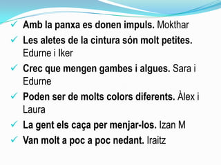  Amb la panxa es donen impuls. Mokthar
 Les aletes de la cintura són molt petites.
Edurne i Iker
 Crec que mengen gambes i algues. Sara i
Edurne
 Poden ser de molts colors diferents. Àlex i
Laura
 La gent els caça per menjar-los. Izan M
 Van molt a poc a poc nedant. Iraitz
 