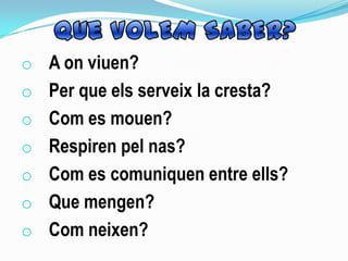 o A on viuen?
o Per que els serveix la cresta?
o Com es mouen?
o Respiren pel nas?
o Com es comuniquen entre ells?
o Que mengen?
o Com neixen?
 