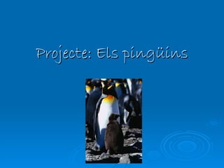 Projecte: Els pingüins 