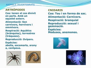 ANIMALS INVERTEBRATS

ARTRÒPODES                  CNIDARIS
Cos: tenen el cos divivit   Cos: Tou i en forma de sac.
en parts. Amb un            Alimentació: Carnívors.
equelet extern.
                            Respiració: branquial
Alimentació: Son
carnívors, hervívors i      Reproducció: sexual i
ommívors.                   gemmació.
Respiració: Aquàtics        Espècies:
(brànquies), terrestres     Meduses, anemones.
(tràquees).
Reproducció: Ovípars.
Espècies:
abella, escamarla, arany
a, centpeus.
 