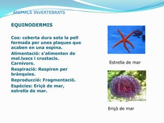 ANIMALS INVERTEBRATS


EQUINODERMIS

Cos: coberta dura sota la pell
formada per unes plaques que
acaben en una espina.
Alimentació: s’alimenten de
mol.luscs i crustacis.
Carnívors.                       Estrella de mar
Respiració: Respiren per
brànquies.
Reproducció: Fragmentació.
Espècies: Eriçò de mar,
estrella de mar.



                                 Eriçò de mar
 