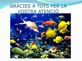 GRÀCIES A TOTS PER LA
  VOSTRA ATENCIÓ
 