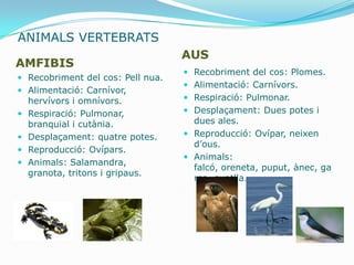 ANIMALS VERTEBRATS
                                   AUS
AMFIBIS
                                    Recobriment del cos: Plomes.
 Recobriment del cos: Pell nua.
                                    Alimentació: Carnívors.
 Alimentació: Carnívor,
  hervívors i omnívors.             Respiració: Pulmonar.
 Respiració: Pulmonar,             Desplaçament: Dues potes i
  branquial i cutània.               dues ales.
 Desplaçament: quatre potes.       Reproducció: Ovípar, neixen
                                     d’ous.
 Reproducció: Ovípars.
                                    Animals:
 Animals: Salamandra,
                                     falcó, oreneta, puput, ànec, ga
  granota, tritons i gripaus.
                                     rsa, guatlla…
 