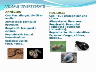 ANIMALS INVERTEBRATS
ANNÈLIDS                         MOL.LUSCS
Cos: Tou, allargat, dividit en   Cos: Tou i protegit per una
anells.                          closca
Alimentació: partícules          Alimentació: Hervívors.
nutritives.                      Respiració: Branquial
                                 (aquàtics) i pulmonar
Respiració: branquial o          (terrestres).
cutània.
                                 Reproducció: Hermafrodites.
Reproducció: Sexual.             Espècies: Cargol, cloïssa,
Hermafrodites.                   musclo…
Espècies: Cuc de
terra, nereis…
 