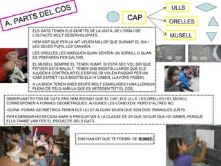 COS
                                                                            ULLS
             L
      T S DE                                               CAP
A. PAR                                                                     ORELLES
            ELS GATS TENEN ELS SENTITS DE LA VISTA, DE L’OÏDA I DE
            L’OLFACTE MOLT DESENVOLUPATS.                                  MUSELL
            HEM VIST QUE PER LA NIT VEUEN MILLOR QUE DURANT EL DIA I
            LES SEVES PUPIL·LES CANVIEN.
            LES ORELLES LES AIXEQUEN QUAN SENTEN UN SOROLL O QUAN
            ES PREPAREN PER SALTAR.
            EL MUSELL SEMPRE EL TENEN HUMIT. SI ESTÀ SEC VOL DIR QUE
            POTSER ESTÀ MALALT. TENEN UNS BIGOTIS LLARGS QUE ELS
            AJUDEN A CONTROLAR ELS ESPAIS (SI VOLEN PASSAR PER UN
            CAMÍ ESTRET I ELS BIGOTIS ELS HI CABEN, LLAVORS PASEN).
            A LA BOCA TENEN UNES DENTS MOLT ESMOLADES I UNA LLENGUA
            PLENA DE PÈLS AMB LA QUE ES NETEGEN TOT EL COS.

OBSERVANT FOTOS DE GATS ENS HEM ADONAT QUE EL CAP, ELS ULLS, LES ORELLES I EL MUSELL
CORRESPONEN A FORMES GEOMÈTRIQUES. ALGUNES LES CONEIXEM, PERÒ D’ALTRES NO.
-QUINA FORMA GEOMÈTRICA TENEN ELS ULLS? ALGUNS DIUEN QUE SÓN DOS TRIANGLES JUNTS.
PER ESBRINAR-HO DECIDIM ANAR A PREGUNTAR A LA CLASSE DE 2N QUE SEGUR QUE HO SABEN, PERQUÈ
ELLS TAMBÉ VAN FER EL PROJECTE DELS GATS.



                                  ENS HAN DIT QUE TÉ FORMA DE ROMBE!
 