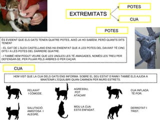 POTES
                                            EXTREMITATS
                                                                                   CUA

                                                                  POTES

ÉS EVIDENT QUE ELS GATS TENEN QUATRE POTES, AIXÒ JA HO SABÍEM, PERÒ QUANTS DITS
TENEN?
- EL GAT DE L’ÀLEX CASTELLANO ENS HA ENSENYAT QUE A LES POTES DEL DAVANT TÉ CINC
DITS I A LES POTES DEL DARRERE QUATRE.
- I TAMBÉ HEM POGUT VEURE QUE LES UNGLES LES TÉ AMAGADES, NOMÉS LES TREU PER
DEFENSAR-SE, PER PUJAR PELS ARBRES O PER CAÇAR.


        CUA
       HEM VIST QUE LA CUA DELS GATS ENS INFORMA SOBRE EL SEU ESTAT D’ÀNIM I TAMBÉ ELS AJUDA A
                         MANTENIR L’EQUILIBRI QUAN CAMINEN PER MURS ESTRETS.



                RELAXAT                        AGRESSIU,                            CUA INFLADA:
                I CÒMODE.                      POT                                  TÉ POR.
                                               ATACAR!



                SALUTACIÓ                      MOU LA CUA:                          DERROTAT I
                AMISTOSA I                     ESTÀ ENFADAT.                        TRIST.
                ALEGRE.
 